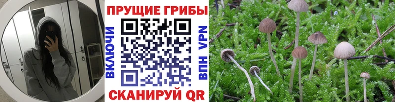 как найти закладки  Таруса  Галлюциногенные грибы Cubensis 